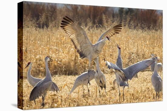 Sandhill Cranes in the Corn Fields, Bosque Del Apache National Wildlife Refuge-Maresa Pryor-Stretched Canvas