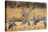 Sandhill Cranes in the Corn Fields, Bosque Del Apache National Wildlife Refuge-Maresa Pryor-Stretched Canvas