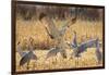 Sandhill Cranes in the Corn Fields, Bosque Del Apache National Wildlife Refuge-Maresa Pryor-Framed Premium Photographic Print