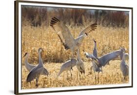 Sandhill Cranes in the Corn Fields, Bosque Del Apache National Wildlife Refuge-Maresa Pryor-Framed Premium Photographic Print