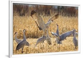 Sandhill Cranes in the Corn Fields, Bosque Del Apache National Wildlife Refuge-Maresa Pryor-Framed Premium Photographic Print