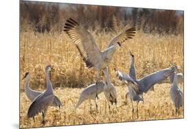 Sandhill Cranes in the Corn Fields, Bosque Del Apache National Wildlife Refuge-Maresa Pryor-Mounted Premium Photographic Print