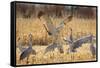 Sandhill Cranes in the Corn Fields, Bosque Del Apache National Wildlife Refuge-Maresa Pryor-Framed Stretched Canvas