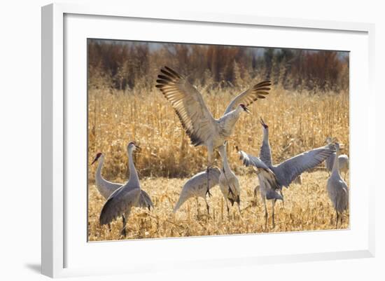 Sandhill Cranes in the Corn Fields, Bosque Del Apache National Wildlife Refuge-Maresa Pryor-Framed Photographic Print