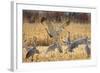 Sandhill Cranes in the Corn Fields, Bosque Del Apache National Wildlife Refuge-Maresa Pryor-Framed Photographic Print