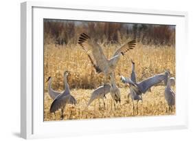 Sandhill Cranes in the Corn Fields, Bosque Del Apache National Wildlife Refuge-Maresa Pryor-Framed Photographic Print