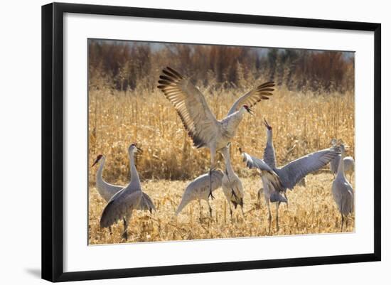 Sandhill Cranes in the Corn Fields, Bosque Del Apache National Wildlife Refuge-Maresa Pryor-Framed Photographic Print