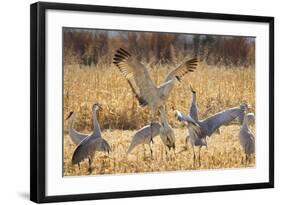 Sandhill Cranes in the Corn Fields, Bosque Del Apache National Wildlife Refuge-Maresa Pryor-Framed Photographic Print