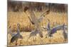 Sandhill Cranes in the Corn Fields, Bosque Del Apache National Wildlife Refuge-Maresa Pryor-Mounted Photographic Print