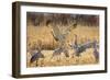 Sandhill Cranes in the Corn Fields, Bosque Del Apache National Wildlife Refuge-Maresa Pryor-Framed Photographic Print