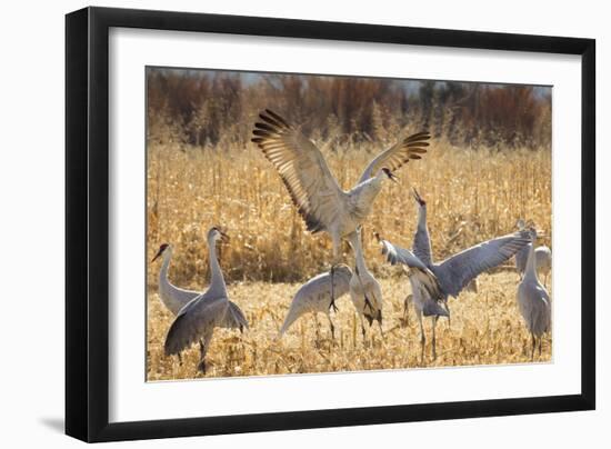 Sandhill Cranes in the Corn Fields, Bosque Del Apache National Wildlife Refuge-Maresa Pryor-Framed Photographic Print