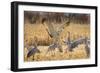 Sandhill Cranes in the Corn Fields, Bosque Del Apache National Wildlife Refuge-Maresa Pryor-Framed Photographic Print