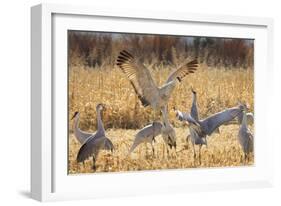 Sandhill Cranes in the Corn Fields, Bosque Del Apache National Wildlife Refuge-Maresa Pryor-Framed Photographic Print