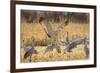 Sandhill Cranes in the Corn Fields, Bosque Del Apache National Wildlife Refuge-Maresa Pryor-Framed Photographic Print