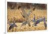 Sandhill Cranes in the Corn Fields, Bosque Del Apache National Wildlife Refuge-Maresa Pryor-Framed Photographic Print