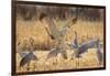 Sandhill Cranes in the Corn Fields, Bosque Del Apache National Wildlife Refuge-Maresa Pryor-Framed Photographic Print