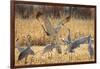 Sandhill Cranes in the Corn Fields, Bosque Del Apache National Wildlife Refuge-Maresa Pryor-Framed Photographic Print