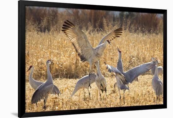 Sandhill Cranes in the Corn Fields, Bosque Del Apache National Wildlife Refuge-Maresa Pryor-Framed Photographic Print