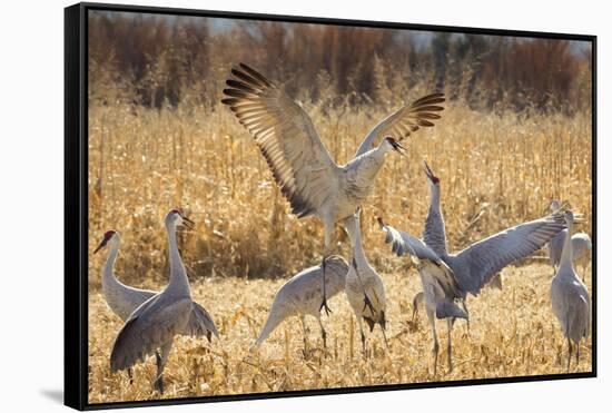 Sandhill Cranes in the corn fields, Grus canadensis, Bosque del Apache National Wildlife Refuge-Maresa Pryor-Framed Stretched Canvas