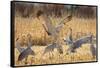 Sandhill Cranes in the corn fields, Grus canadensis, Bosque del Apache National Wildlife Refuge-Maresa Pryor-Framed Stretched Canvas