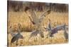 Sandhill Cranes in the corn fields, Grus canadensis, Bosque del Apache National Wildlife Refuge-Maresa Pryor-Stretched Canvas