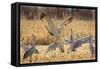 Sandhill Cranes in the corn fields, Grus canadensis, Bosque del Apache National Wildlife Refuge-Maresa Pryor-Framed Stretched Canvas