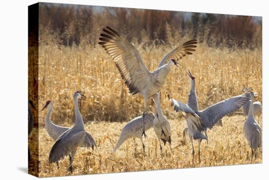 Sandhill Cranes in the corn fields, Grus canadensis, Bosque del Apache National Wildlife Refuge-Maresa Pryor-Stretched Canvas