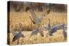 Sandhill Cranes in the corn fields, Grus canadensis, Bosque del Apache National Wildlife Refuge-Maresa Pryor-Stretched Canvas