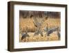 Sandhill Cranes in the corn fields, Grus canadensis, Bosque del Apache National Wildlife Refuge-Maresa Pryor-Framed Photographic Print