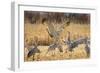 Sandhill Cranes in the corn fields, Grus canadensis, Bosque del Apache National Wildlife Refuge-Maresa Pryor-Framed Photographic Print