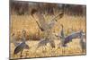 Sandhill Cranes in the corn fields, Grus canadensis, Bosque del Apache National Wildlife Refuge-Maresa Pryor-Mounted Photographic Print