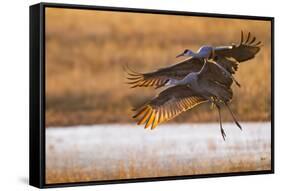 Sandhill Cranes Landing at Roosting Marsh-Larry Ditto-Framed Stretched Canvas