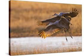 Sandhill Cranes Landing at Roosting Marsh-Larry Ditto-Stretched Canvas