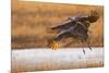 Sandhill Cranes Landing at Roosting Marsh-Larry Ditto-Mounted Photographic Print