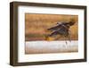 Sandhill Cranes Landing at Roosting Marsh-Larry Ditto-Framed Photographic Print