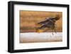 Sandhill Cranes Landing at Roosting Marsh-Larry Ditto-Framed Photographic Print