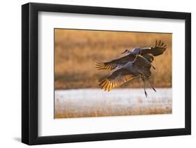 Sandhill Cranes Landing at Roosting Marsh-Larry Ditto-Framed Photographic Print