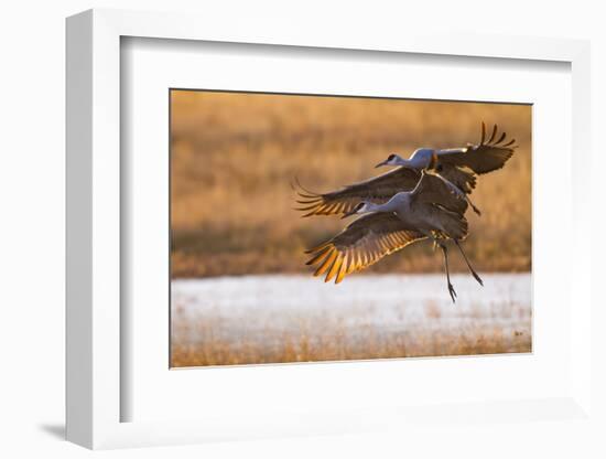 Sandhill Cranes Landing at Roosting Marsh-Larry Ditto-Framed Photographic Print