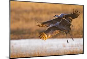 Sandhill Cranes Landing at Roosting Marsh-Larry Ditto-Mounted Photographic Print