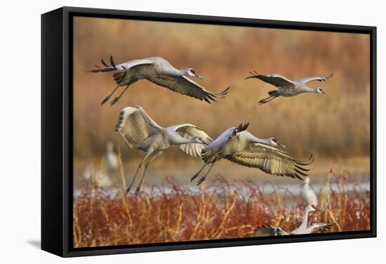 Sandhill Cranes Landing, Bosque Del Apache NWR, New Mexico, USA-Larry Ditto-Framed Stretched Canvas