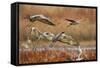 Sandhill Cranes Landing, Bosque Del Apache NWR, New Mexico, USA-Larry Ditto-Framed Stretched Canvas