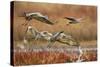 Sandhill Cranes Landing, Bosque Del Apache NWR, New Mexico, USA-Larry Ditto-Stretched Canvas