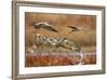 Sandhill Cranes Landing, Bosque Del Apache NWR, New Mexico, USA-Larry Ditto-Framed Photographic Print