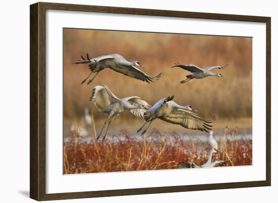 Sandhill Cranes Landing, Bosque Del Apache NWR, New Mexico, USA-Larry Ditto-Framed Photographic Print