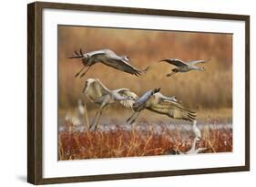 Sandhill Cranes Landing, Bosque Del Apache NWR, New Mexico, USA-Larry Ditto-Framed Photographic Print