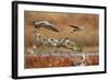 Sandhill Cranes Landing, Bosque Del Apache NWR, New Mexico, USA-Larry Ditto-Framed Photographic Print