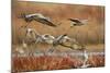 Sandhill Cranes Landing, Bosque Del Apache NWR, New Mexico, USA-Larry Ditto-Mounted Photographic Print