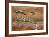 Sandhill Cranes Landing, Bosque Del Apache NWR, New Mexico, USA-Larry Ditto-Framed Photographic Print
