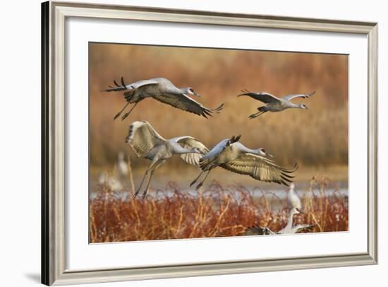 Sandhill Cranes Landing, Bosque Del Apache NWR, New Mexico, USA-Larry Ditto-Framed Photographic Print