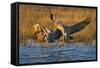 Sandhill Cranes Landing, Bosque Del Apache NWR, New Mexico, USA-Larry Ditto-Framed Stretched Canvas